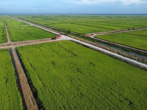 Paddy field Foto stock