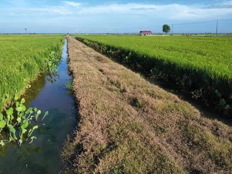 Paddy field Foto stock