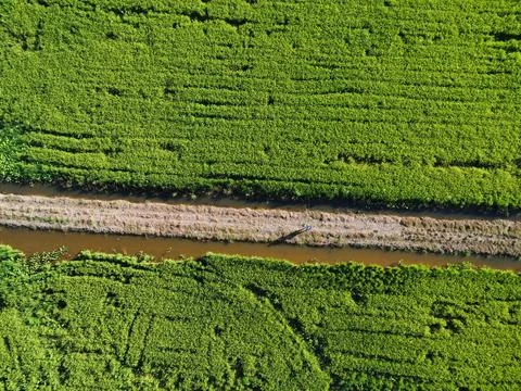 Paddy field Foto stock