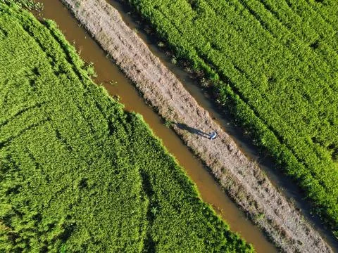Paddy field Stock Photos