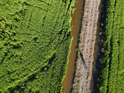 Paddy field Foto stock