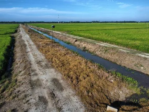 Paddy field Foto stock