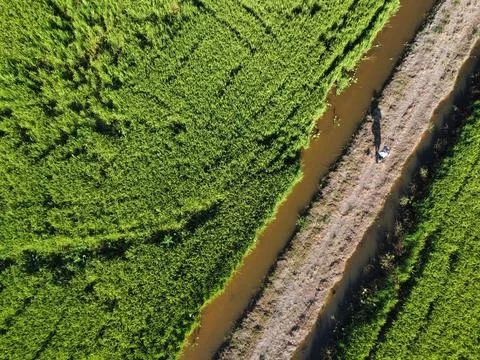 Paddy field Foto stock