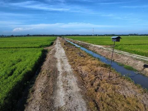 Paddy field Foto stock
