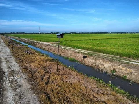 Paddy field Stock Photos