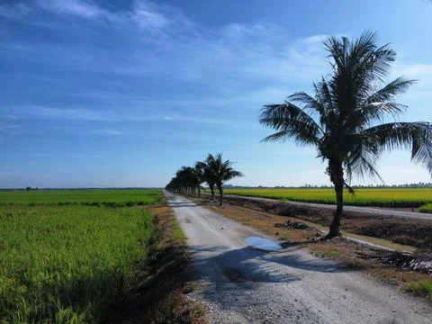 Paddy field Stock Photos