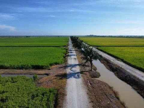 Paddy field Foto stock