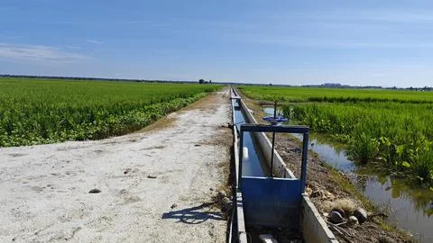 Paddy field Foto stock