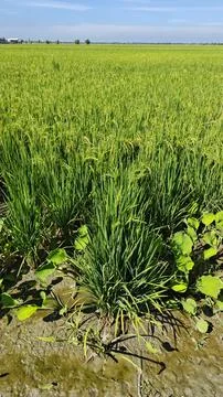 Paddy field Foto stock