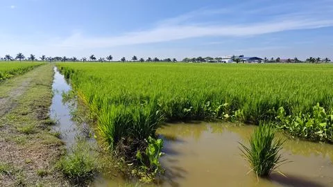 Paddy field Foto stock