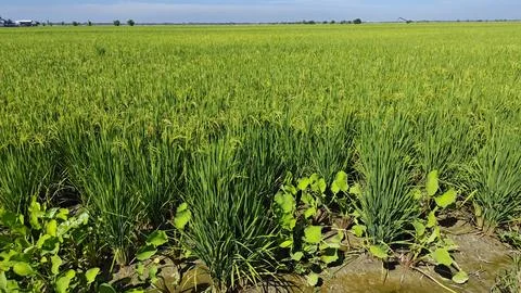 Paddy field Foto stock
