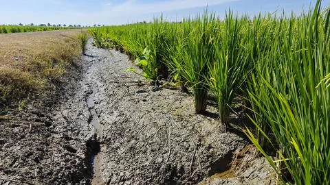 Paddy field Foto stock