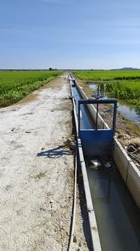 Paddy field Foto stock