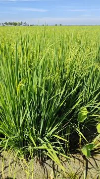 Paddy field Foto stock