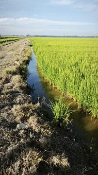 Paddy field Stock Photos