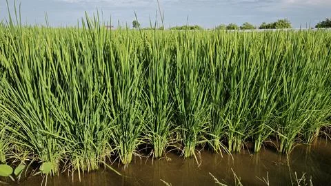 Paddy field Foto stock