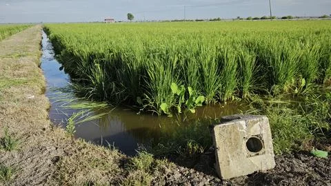 Paddy field Foto stock