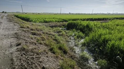 Paddy field Foto stock