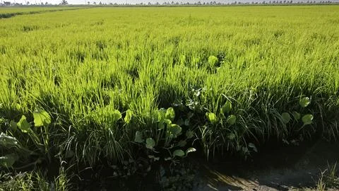 Paddy field Foto stock