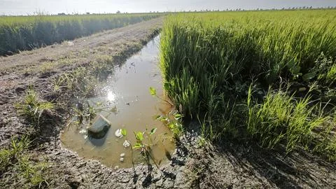 Paddy field Foto stock
