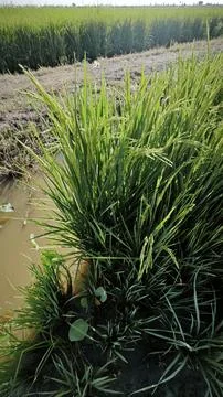 Paddy field Foto stock