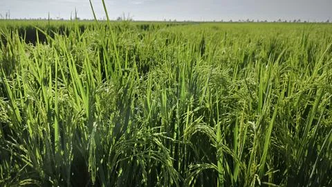 Paddy field Foto stock