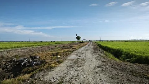 Paddy field Stock Photos