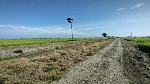 Paddy field Foto stock