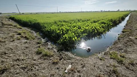 Paddy field Foto stock