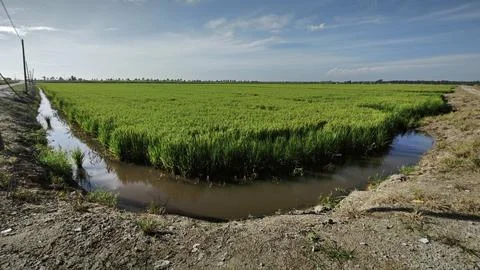 Paddy field Foto stock