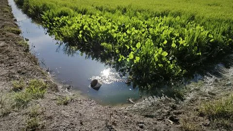 Paddy field Foto stock