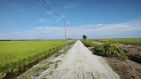 Paddy field Foto stock