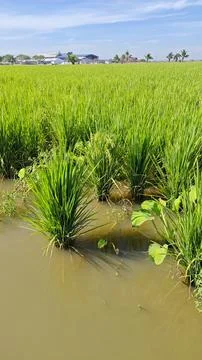 Paddy field Stock Photos