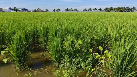 Paddy field. Foto stock
