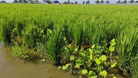 Paddy field. Foto stock