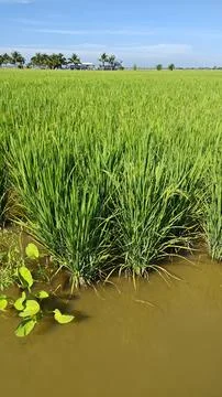 Paddy field. Foto stock