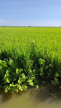 Paddy field. Foto stock