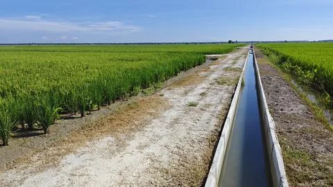 Paddy field. Stock Photos