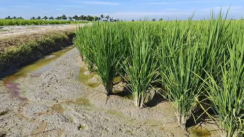 Paddy field. Foto stock