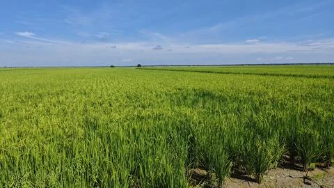 Paddy field. Stock Photos