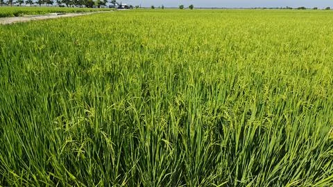 Paddy field. Foto stock