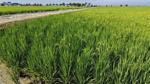 Paddy field. Foto stock