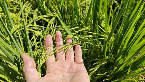 Paddy field. Foto stock