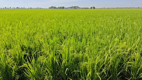 Paddy field. Foto stock