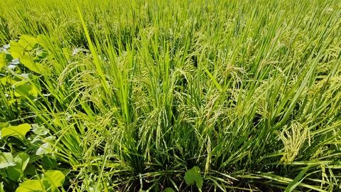 Paddy field. Foto stock