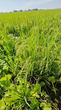 Paddy field. Foto stock