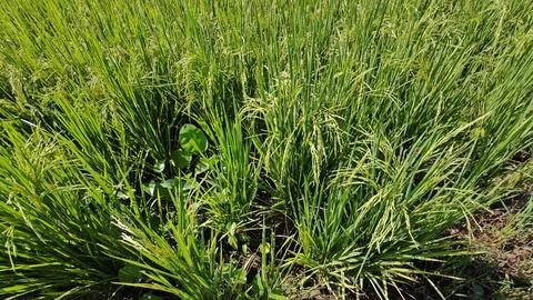 Paddy field. Stock Photos