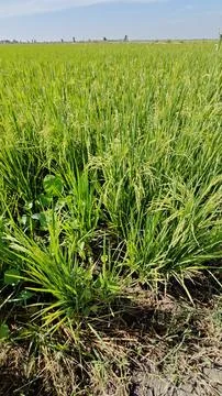 Paddy field. Foto stock