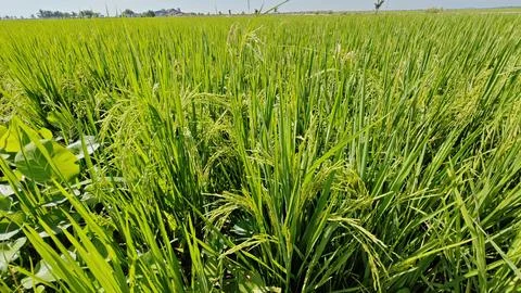 Paddy field. Foto stock