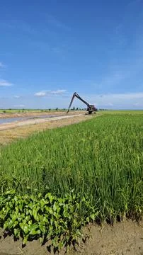 Paddy field. Foto stock